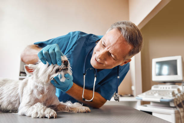 Best Holiday Emergency Dentist in Wesleyville, PA